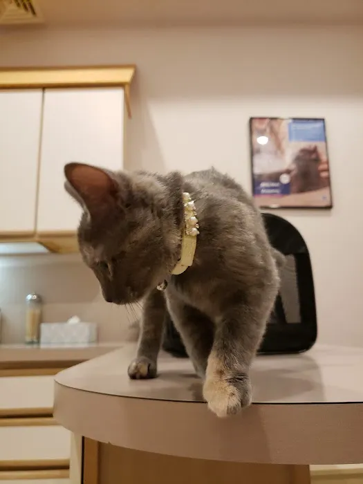 Kalamazoo Cat Hospital 3