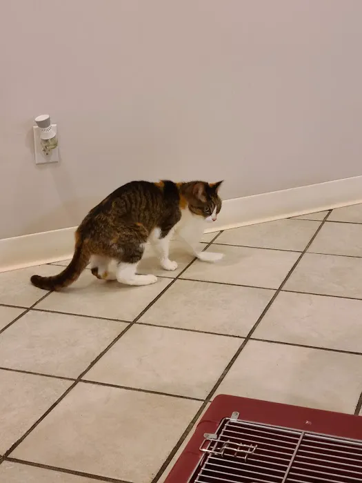 Kalamazoo Cat Hospital 7