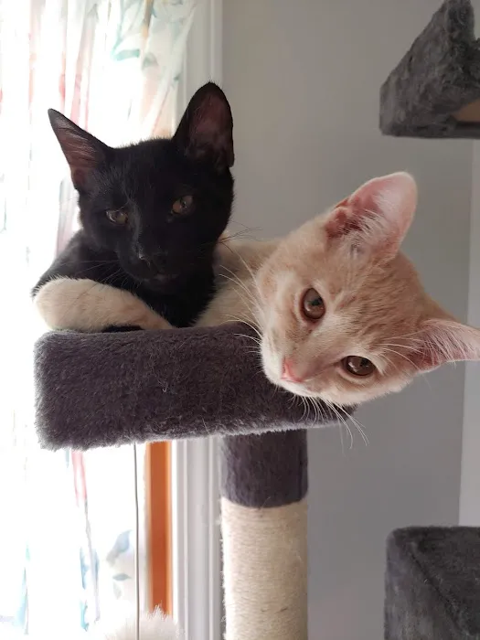 Kalamazoo Cat Hospital 2