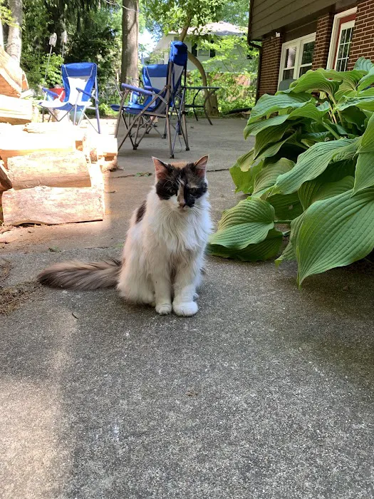 Kalamazoo Cat Hospital 6