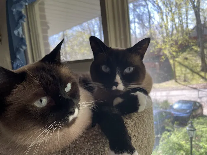 Kalamazoo Cat Hospital 4