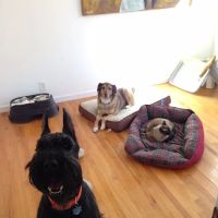 VCA Oshtemo Animal Hospital ico