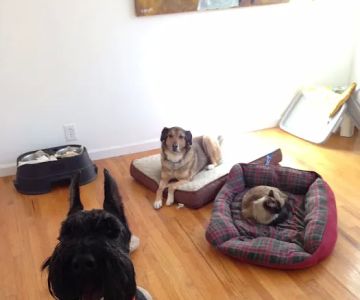 VCA Oshtemo Animal Hospital
