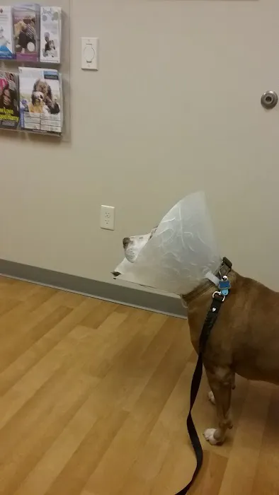 VCA Oshtemo Animal Hospital 5