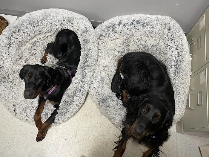 Oakwood Animal Hospital 8