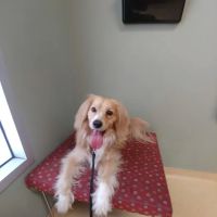Friendship Animal Hospital ico