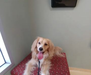 Friendship Animal Hospital