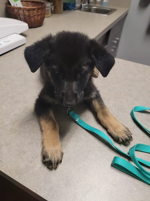 VCA Veterinary Specialty & Emergency Center of Kalamazoo 5