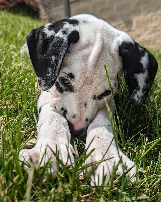 Healing Paws 9