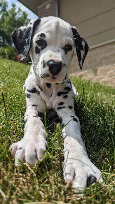 Healing Paws 3