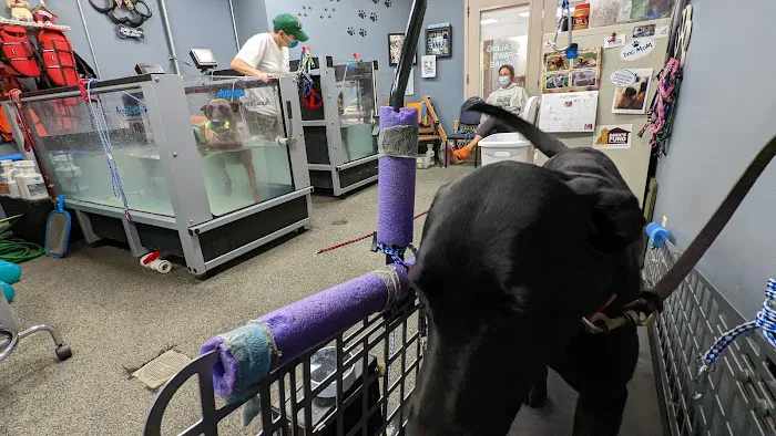 Healing Paws 2