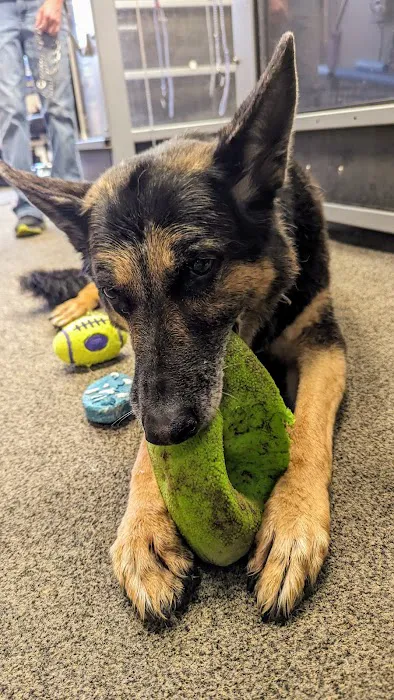 Healing Paws 6