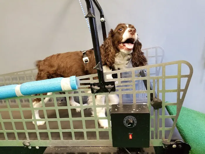 Healing Paws 4