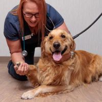 Fox Creek Veterinary Hospital at Manchester Avenue ico