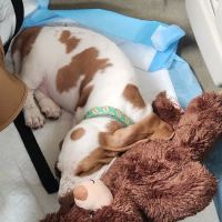 Banfield Pet Hospital ico