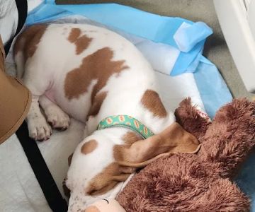 Banfield Pet Hospital