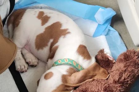 Banfield Pet Hospital