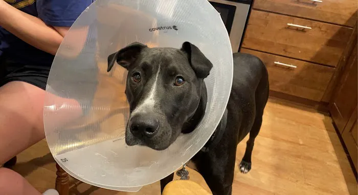 Banfield Pet Hospital 12