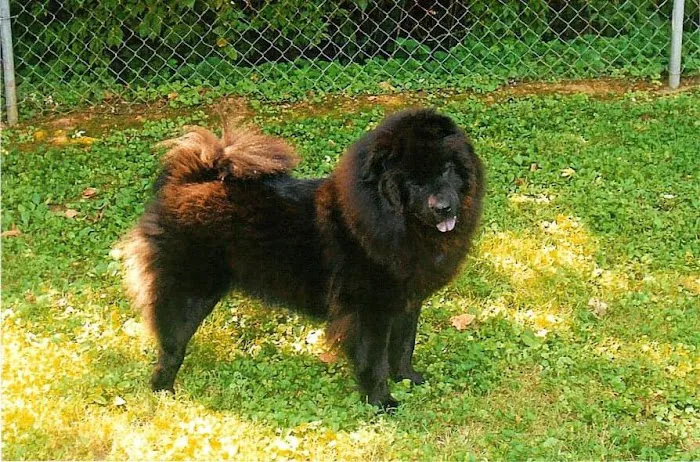 County Animal Hospital 12