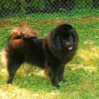 County Animal Hospital ico