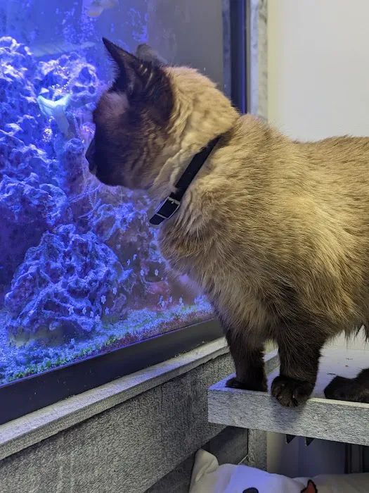 County Animal Hospital 12