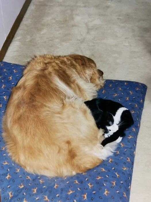 County Animal Hospital 12