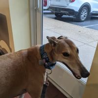 Sulphur Springs Veterinary Clinic LLC ico