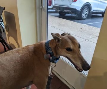 Sulphur Springs Veterinary Clinic LLC