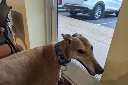 Sulphur Springs Veterinary Clinic LLC