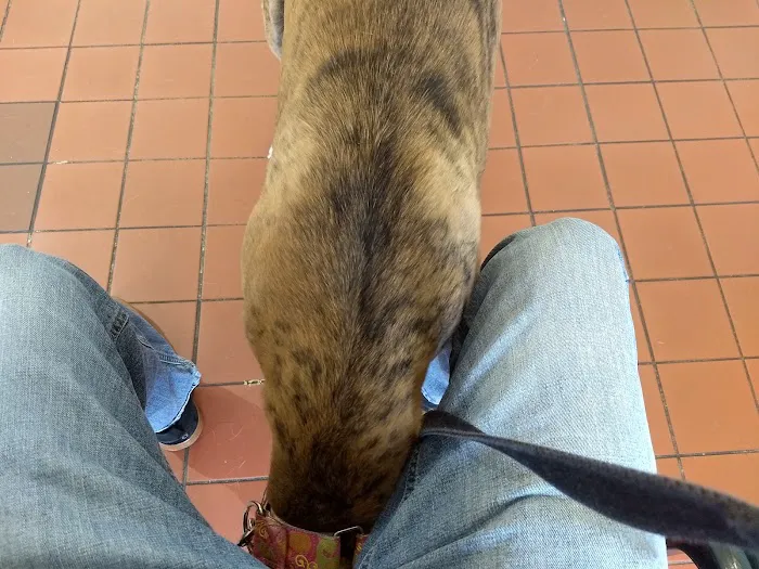 Sulphur Springs Veterinary Clinic LLC 5