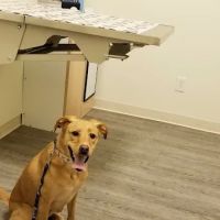 Arch Animal Hospital ico