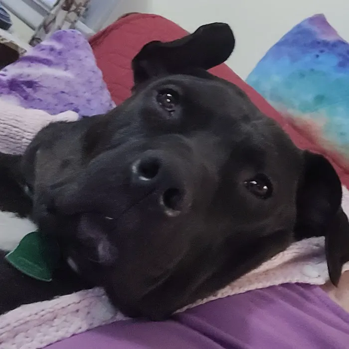 Harrisburg Area Animal Hospital 3