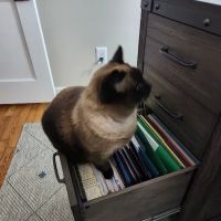 Harrisburg Area Animal Hospital ico