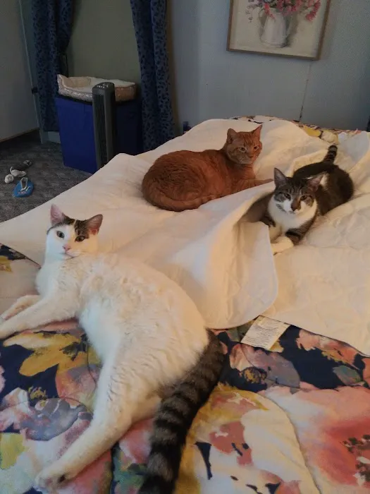 Capitol Area Animal Medical Center 2