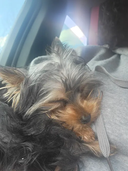 Capitol Area Animal Medical Center 6
