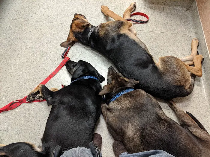 Capitol Area Animal Medical Center 10