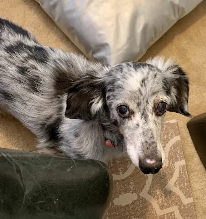 Capitol Area Animal Medical Center 7