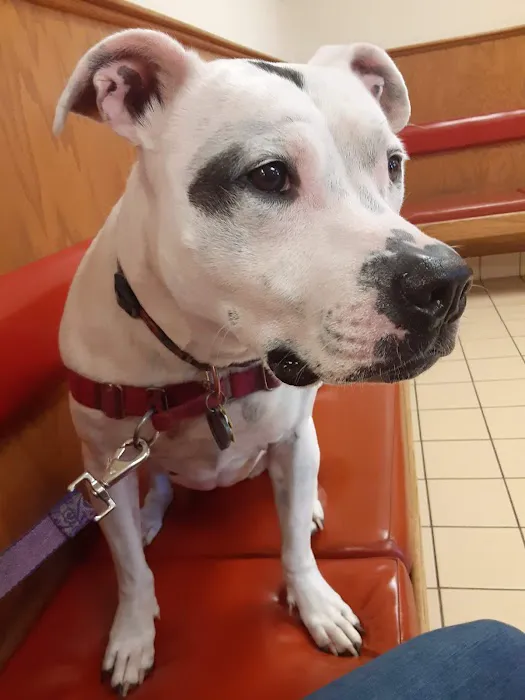 Capitol Area Animal Medical Center 1