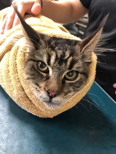Derry Animal Hospital 7