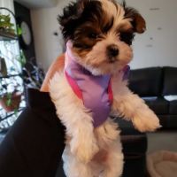 Susquehanna Valley Veterinary Clinic ico