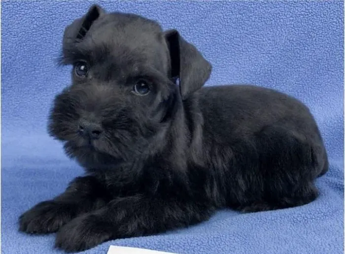 Banfield Pet Hospital 1