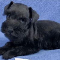 Banfield Pet Hospital ico