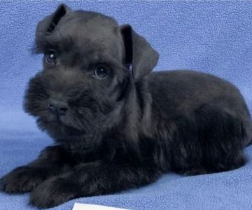 Banfield Pet Hospital