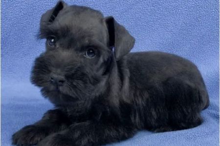 Banfield Pet Hospital