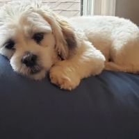 SouthPark Animal Hospital ico