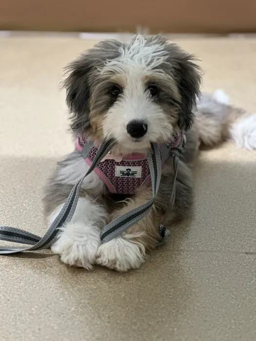 SouthPark Animal Hospital 6