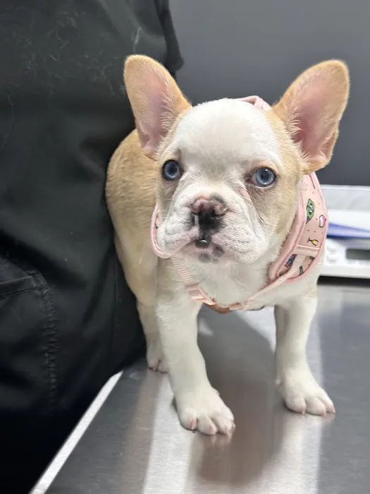 Park Road Animal Hospital 12