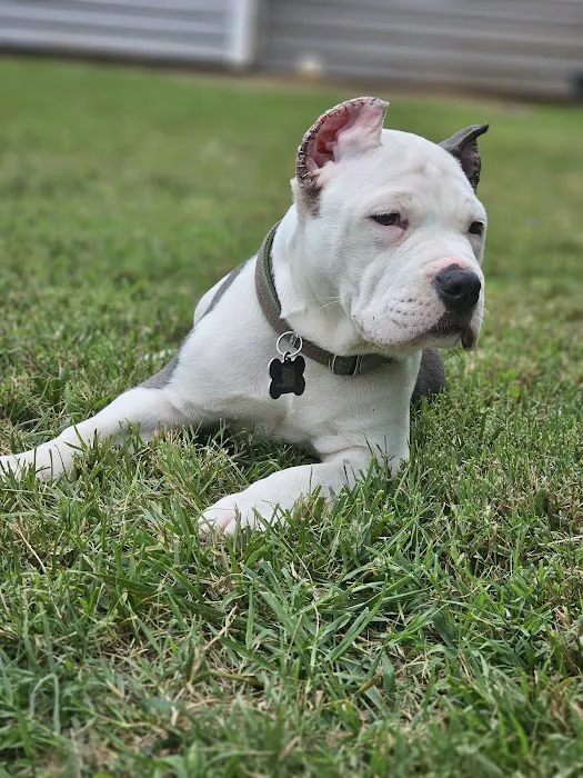 Mobile Vet Clinic-Charlotte NC 4