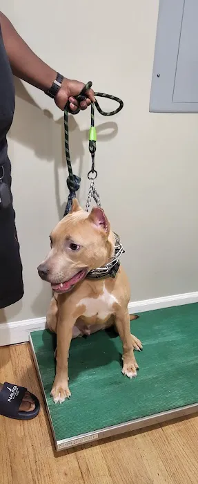 Mobile Vet Clinic-Charlotte NC 2