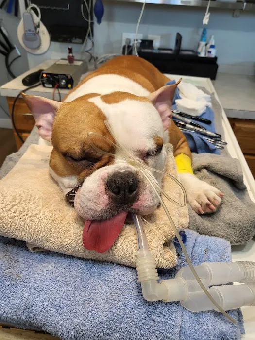 Mobile Vet Clinic-Charlotte NC 3
